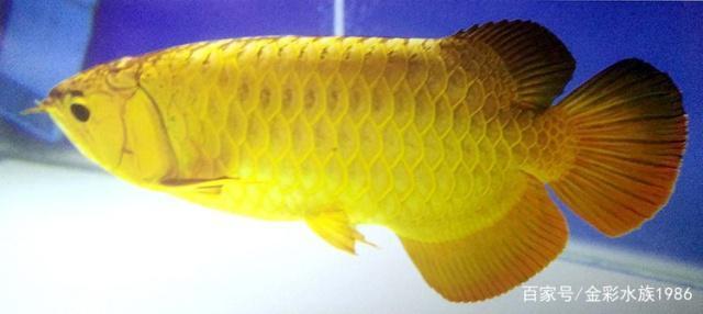 馬來西亞活體賽級金龍魚 馬來西亞活體賽級金龍魚 龍魚百科 第3張