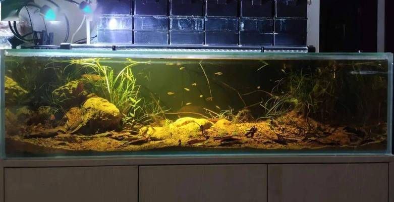 魚缸壽命多長時間最好（如何正確維護延長魚缸壽命）
