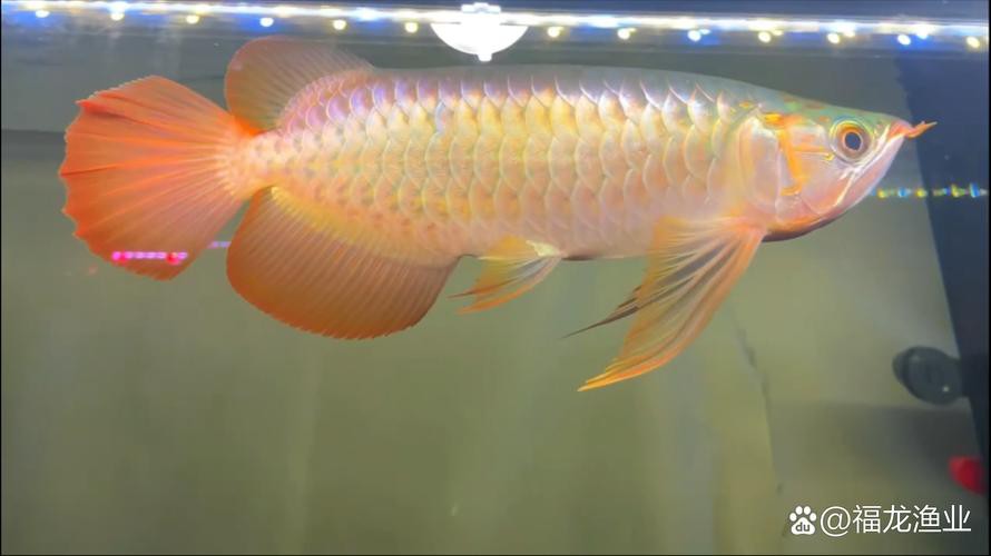 小金龍魚什么時候開始變色的圖片