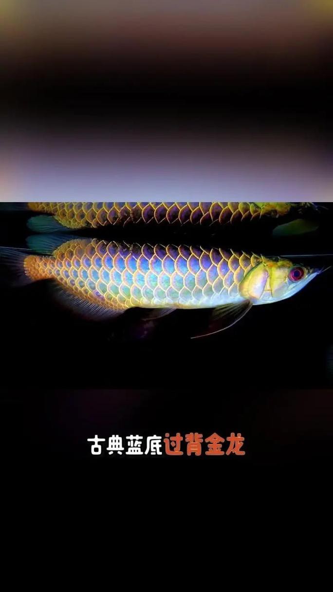 小金龍魚什么時候開始變色的圖片