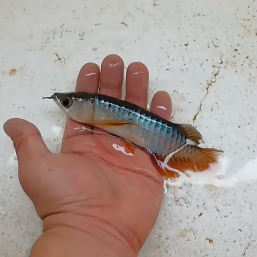 小金龍魚什么時候開始變色的圖片