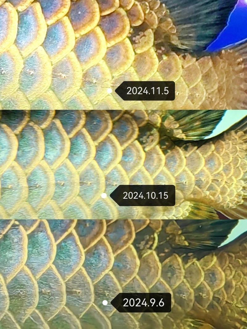 小金龍魚什么時候開始變色的圖片