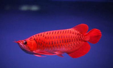 銀龍魚和曼龍魚有區別嗎（銀龍魚和曼龍魚在體型、習性和飼養要求等方面都有明顯的區別）