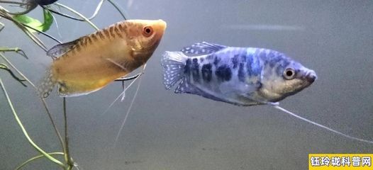 銀龍魚和曼龍魚有區別嗎（銀龍魚和曼龍魚在體型、習性和飼養要求等方面都有明顯的區別）