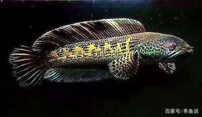 銀龍魚和曼龍魚有區別嗎（銀龍魚和曼龍魚在體型、習性和飼養要求等方面都有明顯的區別）