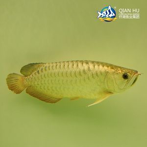 中國畫金龍魚第一人（中國畫金龍魚第一人——劉千碩） 中國畫金龍魚第一人（中國畫金龍魚第一人——劉千碩） 龍魚百科 第4張