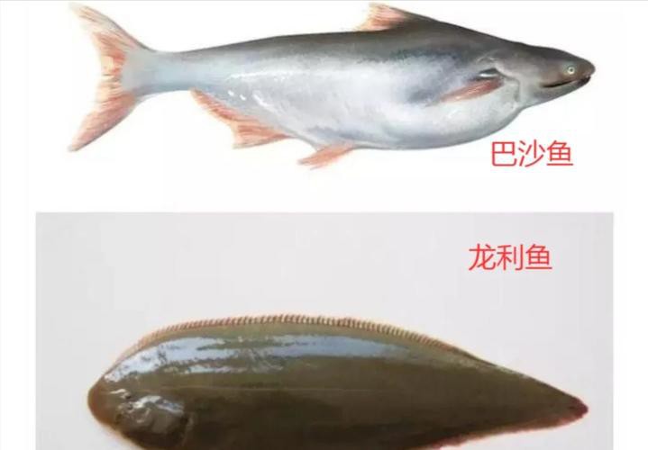 怎樣區分龍利魚和巴沙魚？ 怎樣區分龍利魚和巴沙魚？ 龍魚百科 第6張
