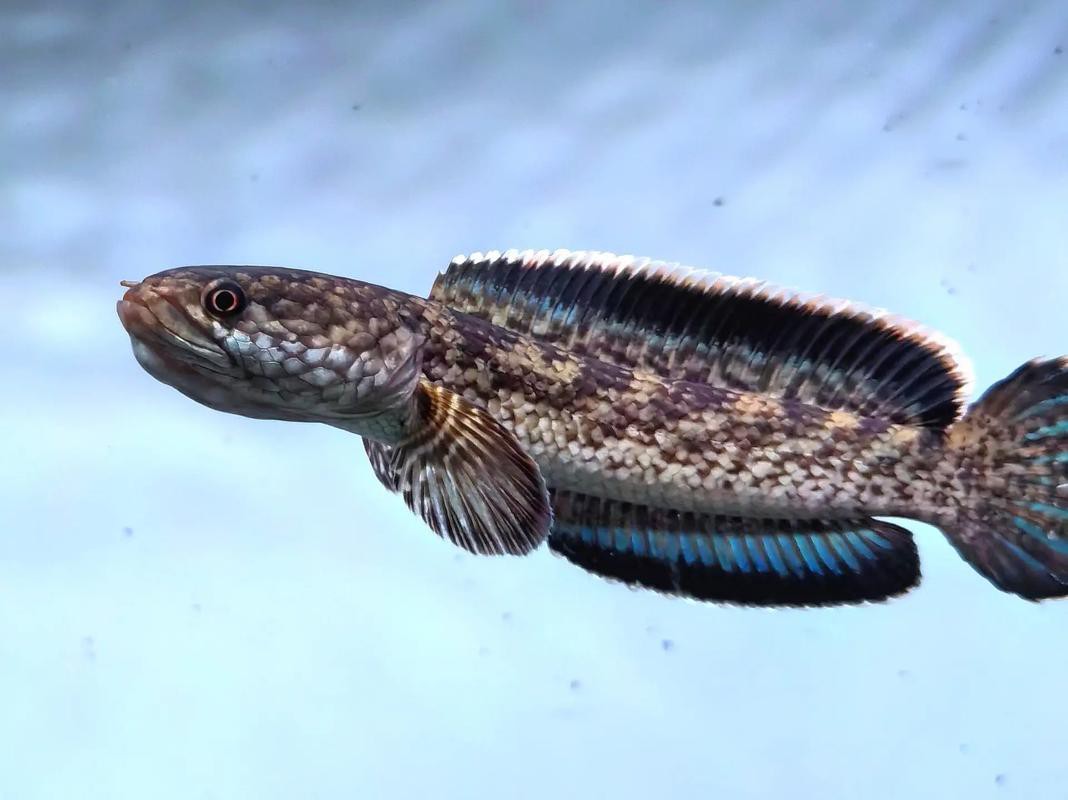 藍鉆雷龍魚