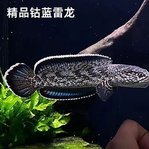 藍鉆雷龍魚