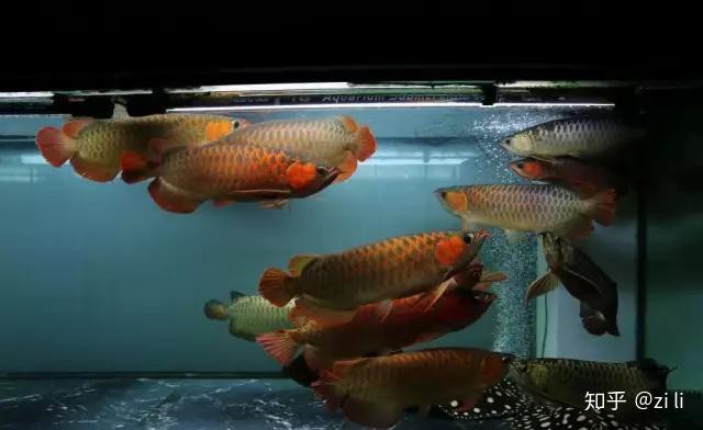 2.5米魚缸養九龍魚行嗎