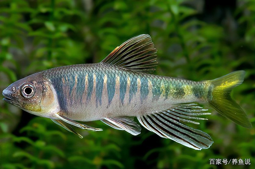 2.5米魚缸養九龍魚行嗎