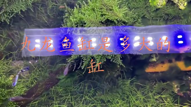2.5米魚缸養九龍魚行嗎