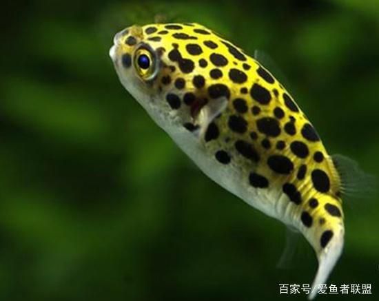 潛水艇魚繁殖期如何控制水質？，潛水艇魚繁殖期水流控制技巧