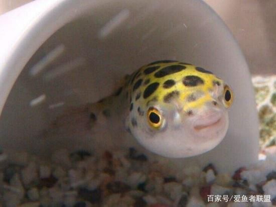 潛水艇魚繁殖期如何控制水質？，潛水艇魚繁殖期水流控制技巧