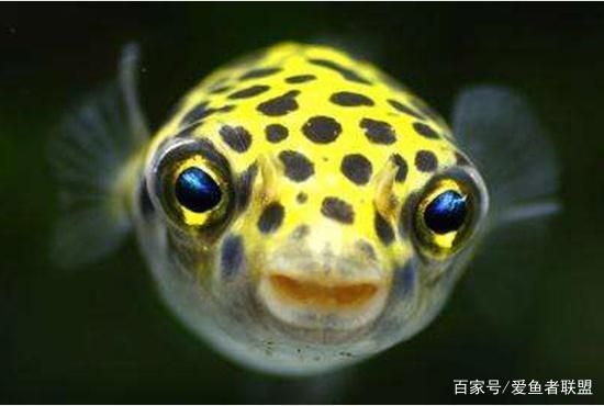 潛水艇魚繁殖期如何控制水質？，潛水艇魚繁殖期水流控制技巧