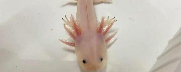 龍魚咬人了怎么辦啊：被龍魚咬傷后的急救方法，龍魚日常護理技巧，