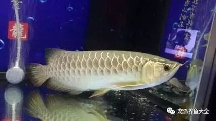 金龍魚喂食時間（金龍魚夏季喂食頻率調整，）