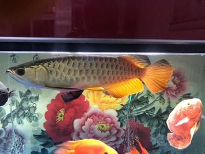 龍魚配幾條飛鳳：龍魚與飛鳳魚混養注意事項
