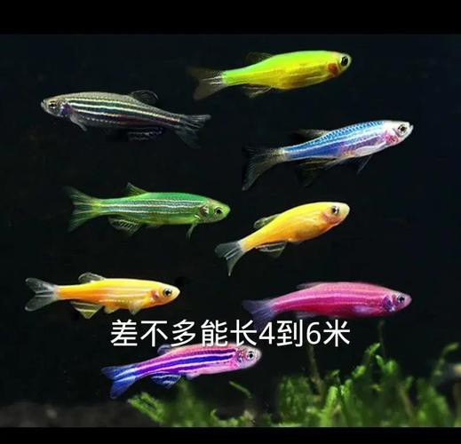 斑馬魚和曼龍魚混養好嗎圖片 斑馬魚和曼龍魚混養好嗎圖片 龍魚百科 第16張