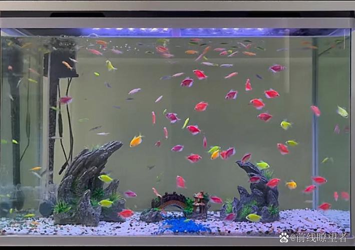 斑馬魚和曼龍魚混養好嗎圖片 斑馬魚和曼龍魚混養好嗎圖片 龍魚百科 第21張