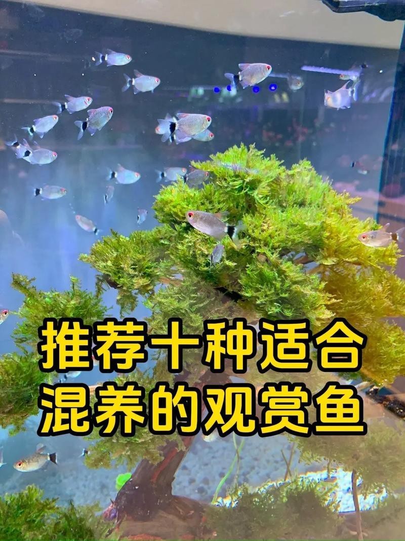 斑馬魚和曼龍魚混養好嗎圖片 斑馬魚和曼龍魚混養好嗎圖片 龍魚百科 第12張
