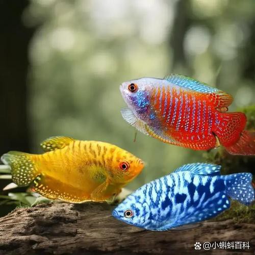斑馬魚和曼龍魚混養好嗎圖片 斑馬魚和曼龍魚混養好嗎圖片 龍魚百科 第8張