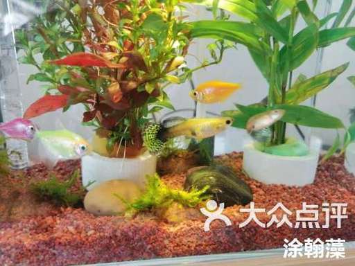 斑馬魚和曼龍魚混養好嗎圖片 斑馬魚和曼龍魚混養好嗎圖片 龍魚百科 第11張