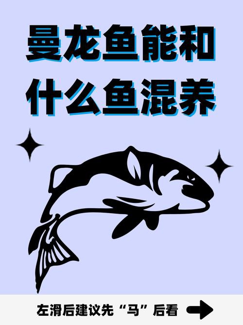 斑馬魚和曼龍魚混養好嗎圖片 斑馬魚和曼龍魚混養好嗎圖片 龍魚百科 第24張