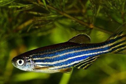斑馬魚和曼龍魚混養好嗎圖片 斑馬魚和曼龍魚混養好嗎圖片 龍魚百科 第22張