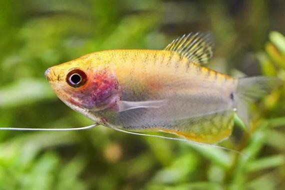 斑馬魚和曼龍魚混養好嗎圖片 斑馬魚和曼龍魚混養好嗎圖片 龍魚百科 第15張