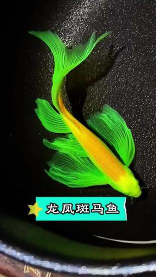 斑馬魚和曼龍魚混養好嗎圖片 斑馬魚和曼龍魚混養好嗎圖片 龍魚百科 第9張