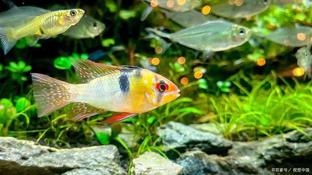 斑馬魚和曼龍魚混養好嗎圖片 斑馬魚和曼龍魚混養好嗎圖片 龍魚百科 第4張