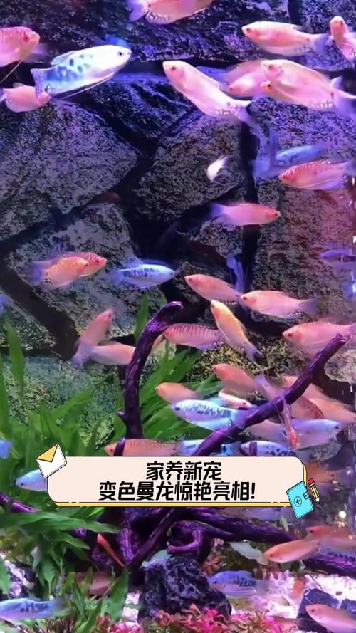 斑馬魚和曼龍魚混養好嗎圖片 斑馬魚和曼龍魚混養好嗎圖片 龍魚百科 第23張