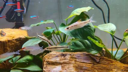 飼養金龍魚最佳水溫是多少合適：金龍魚的最佳水溫是多少