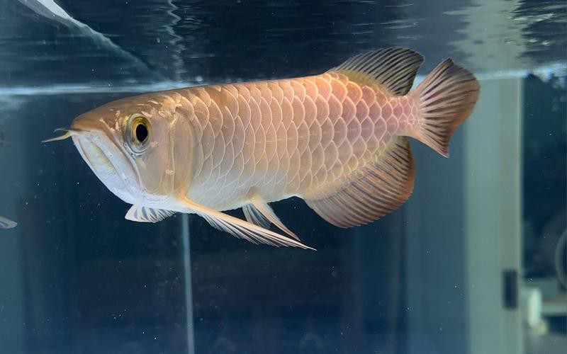 金龍魚辨別公母圖片