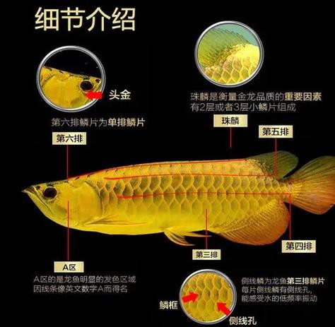 金龍魚辨別公母圖片