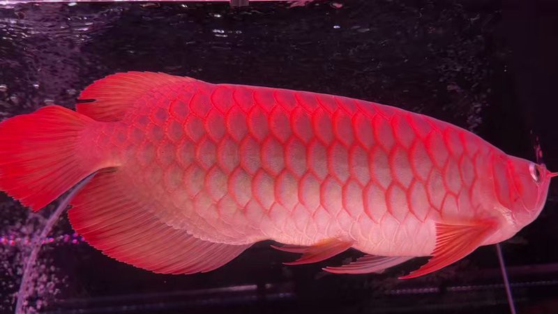 體型最大的龍魚是哪家魚場