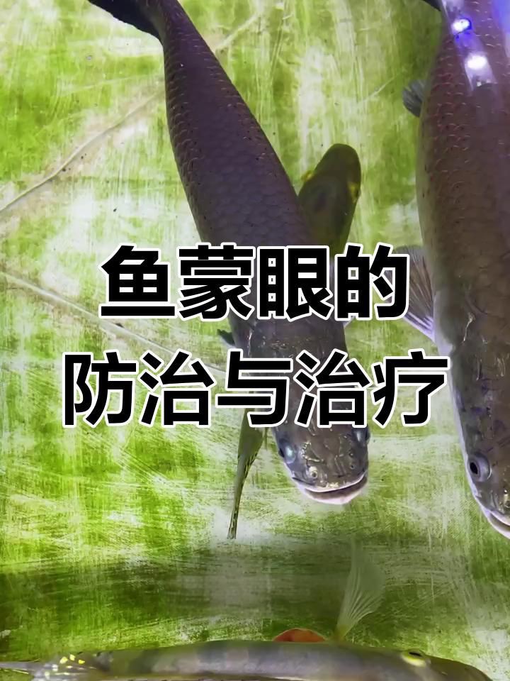 哪些魚容易得蒙眼病？ 哪些魚容易得蒙眼病？ 龍魚百科 第4張