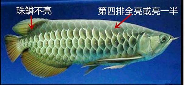 金龍魚區分圖