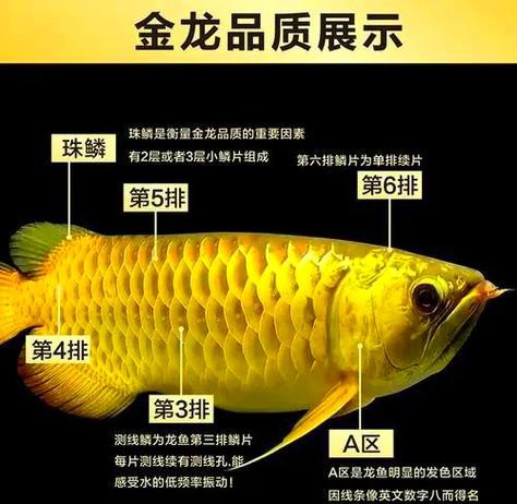 金龍魚區分圖