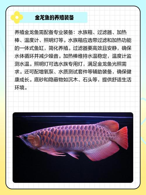 金龍魚區分圖