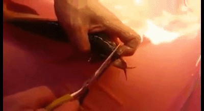 龍魚翹頭手術：龍魚翹頭手術引發爭議