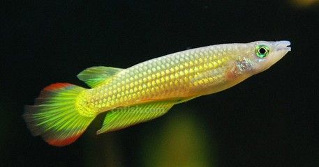 小金龍魚一個月能長多少？（小金龍魚在理想條件下一個月可以增長1-2厘米左右）