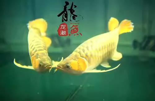 金龍魚掉尾能恢復(fù)嗎 金龍魚掉尾能恢復(fù)嗎 龍魚百科