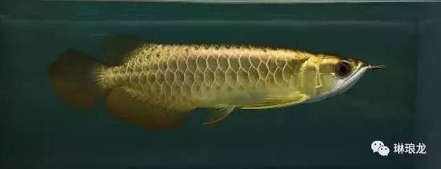 最大金龍魚(世界上最大的金龍魚體長可以達到80厘米,而最大的體重有61斤) 龍魚百科 第3張 最大金龍魚(世界上最大的金龍魚體長可以達到80厘米,而最大的體重有61斤) 最大金龍魚(世界上最大的金龍魚體長可以達到80厘米,而最大的體重有61斤) 龍魚百科 第3張