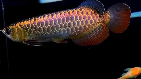 金龍魚的燈光太強(qiáng)會讓什么結(jié)果：金龍魚燈光太強(qiáng)會讓什么結(jié)果金龍魚燈光太強(qiáng)會讓什么結(jié)果