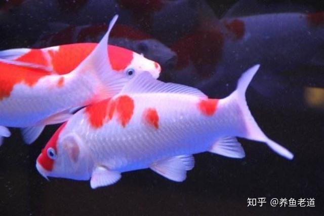 龍魚嘴巴爛了會傳染嗎？