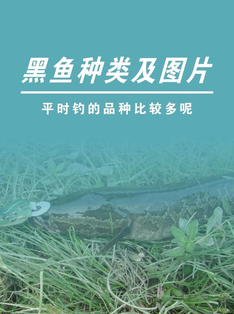 黑龍魚(yú)圖片高清圖
