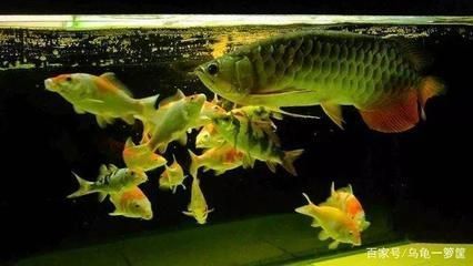 龍魚(yú)的養(yǎng)護(hù)和管理方法：龍魚(yú)吃飼料品牌推薦：龍魚(yú)吃飼料營(yíng)養(yǎng)成分分析龍魚(yú)馴食技巧分享