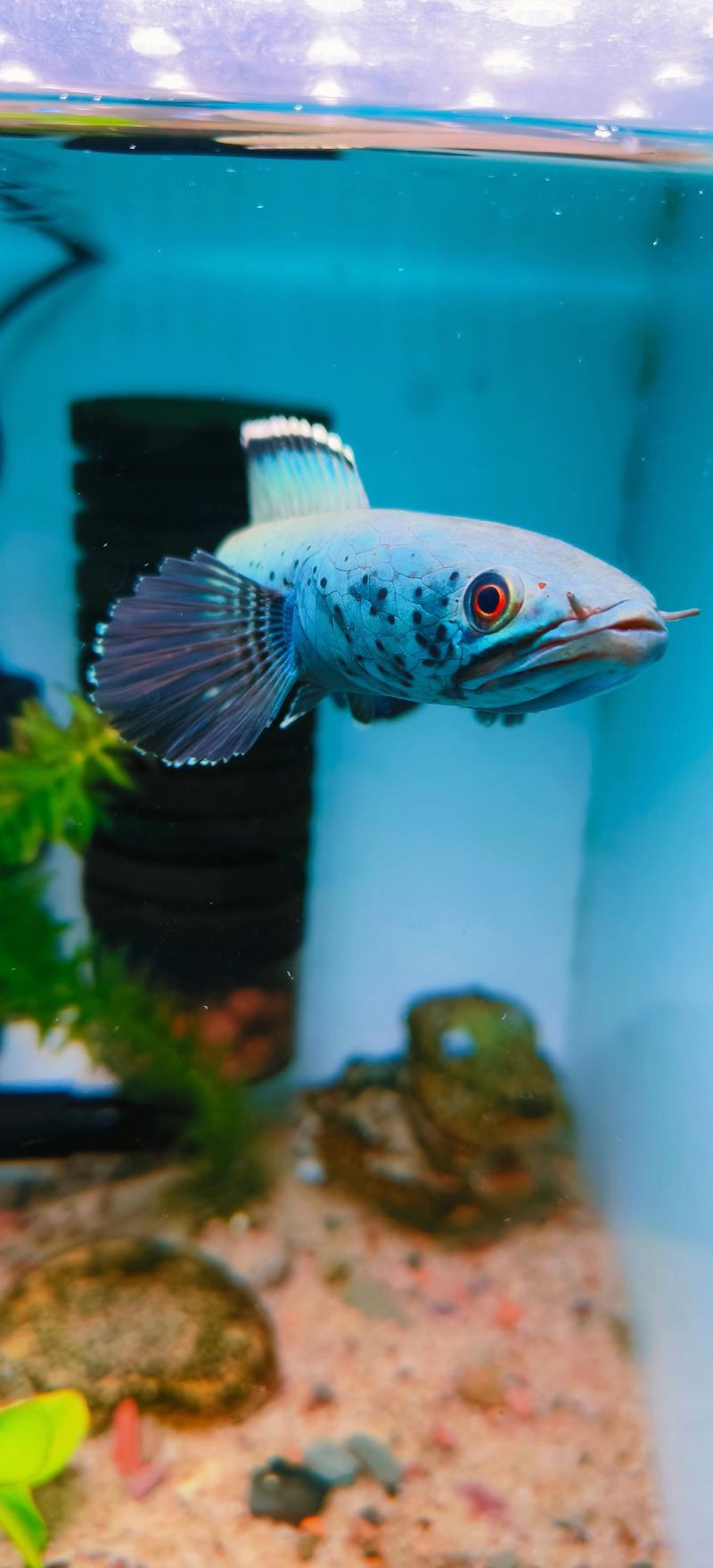 哪種雷龍魚品種最具觀賞價值？